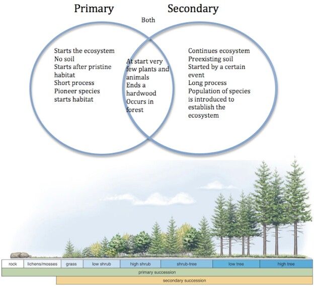 primary succession vs secondary succession venn diagram