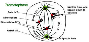 prometaphase diagram