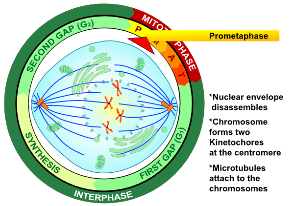 prometaphase diagram