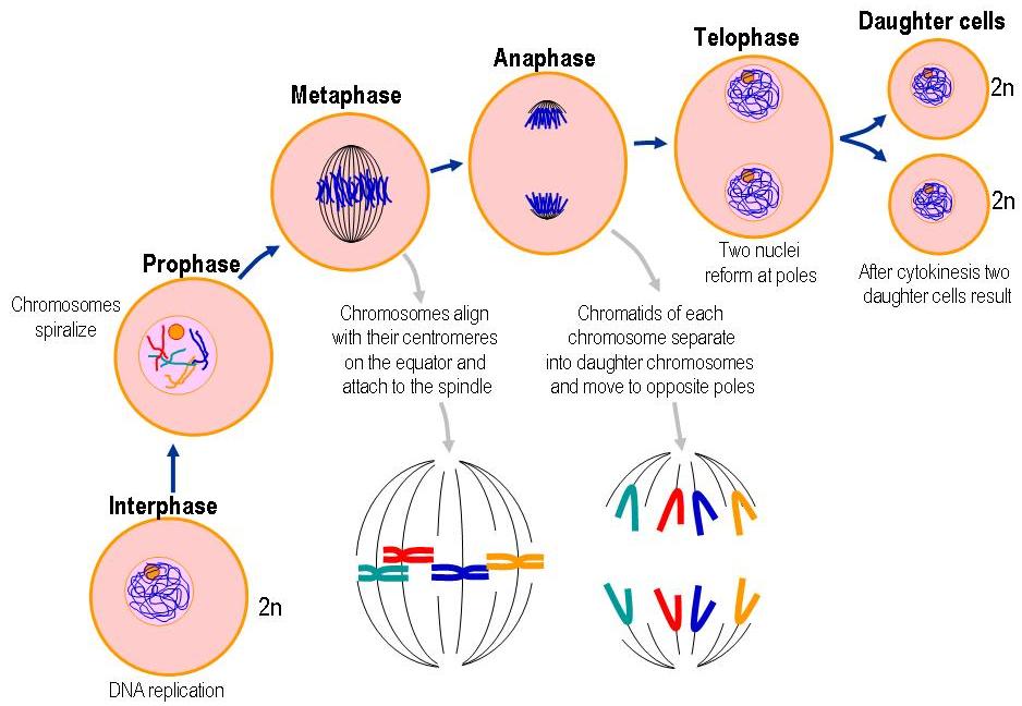 picture of prophase