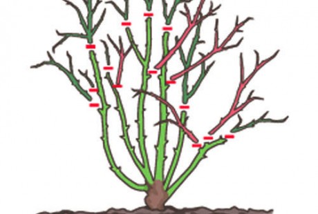 pruning climbing roses diagram