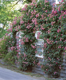 pruning climbing roses diagram