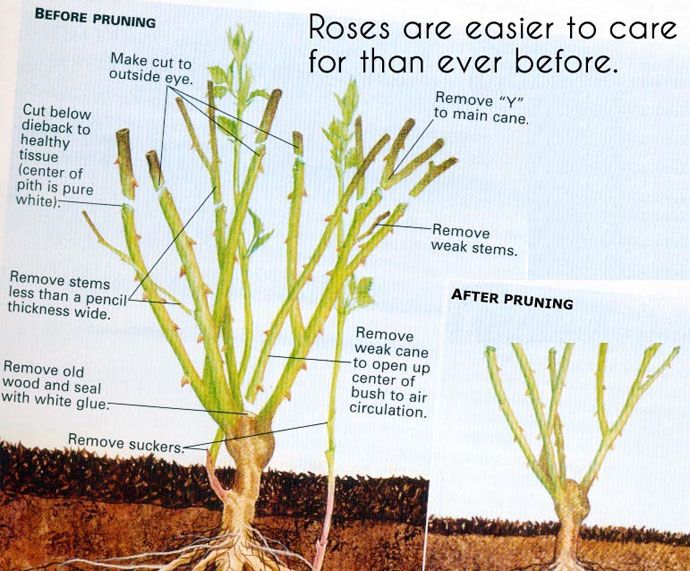 pruning climbing roses diagram