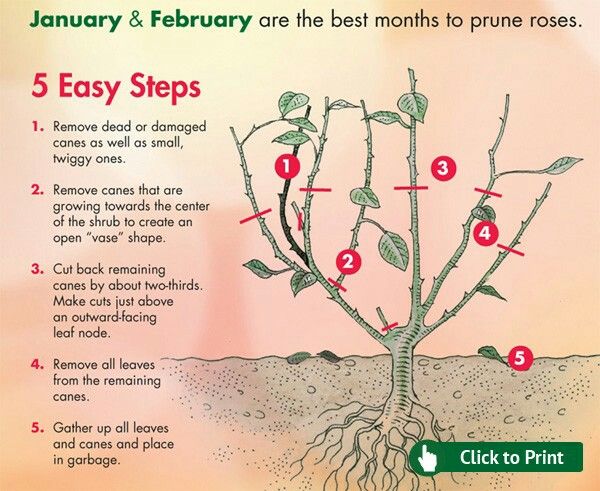 pruning climbing roses diagram