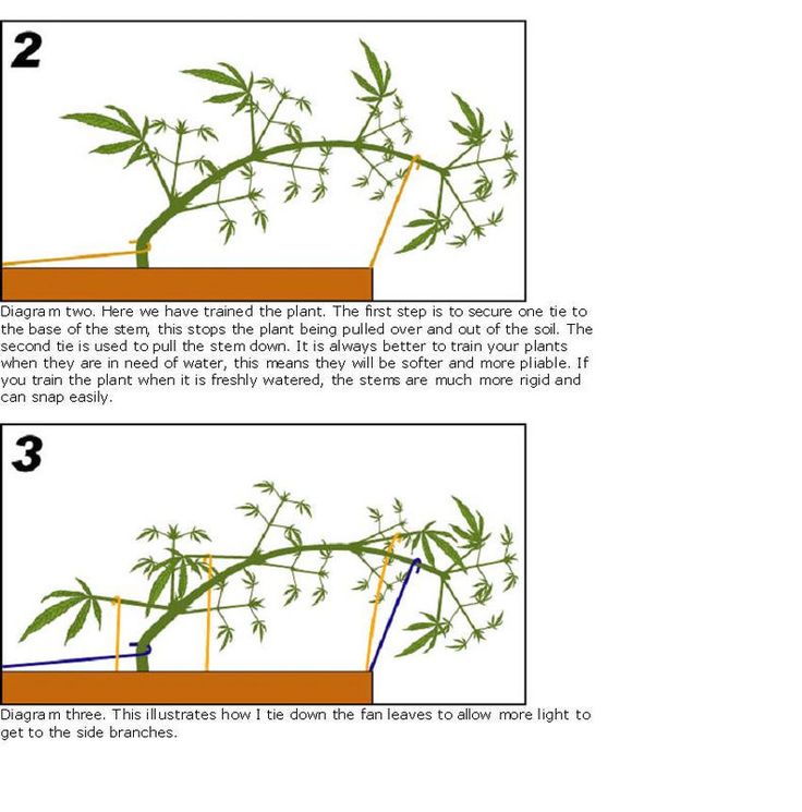 pruning marijuana diagram