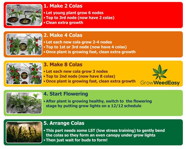 Pruning Marijuana Diagram - Wiring Diagram Pictures