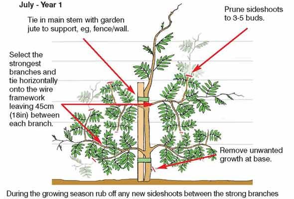 pruning marijuana diagram