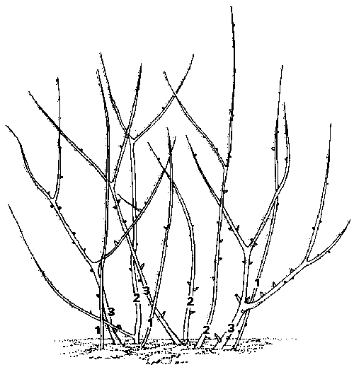 Pruning Marijuana Diagram - Wiring Diagram Pictures