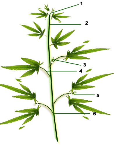 pruning marijuana diagram