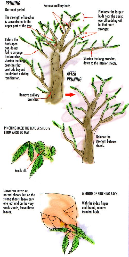 pruning marijuana diagram