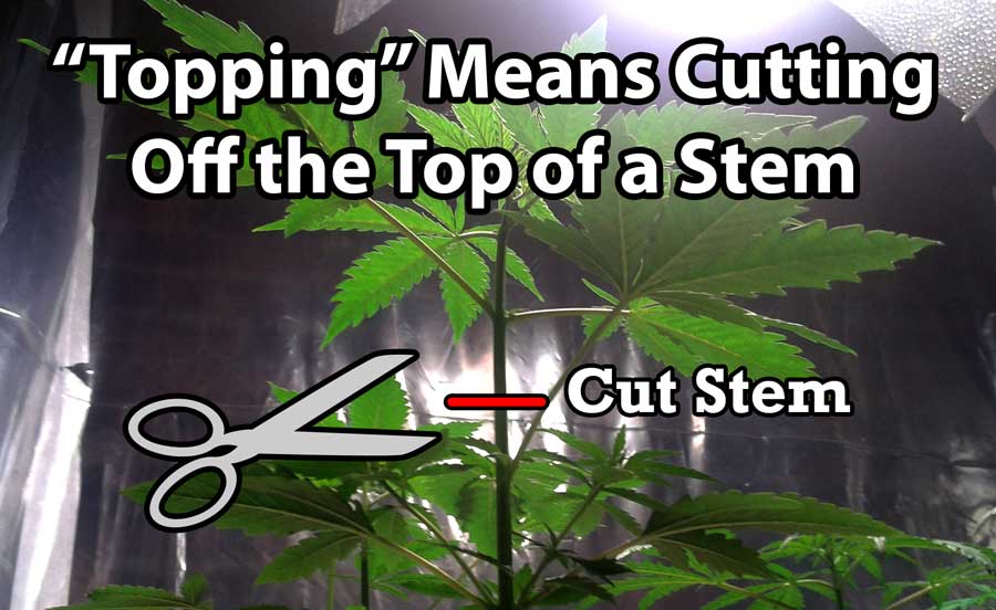 pruning marijuana diagram
