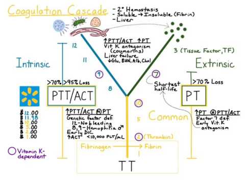 pt ptt inr diagram