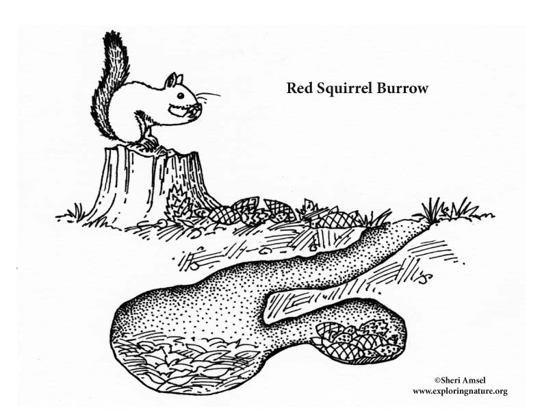 rabbit burrow diagram