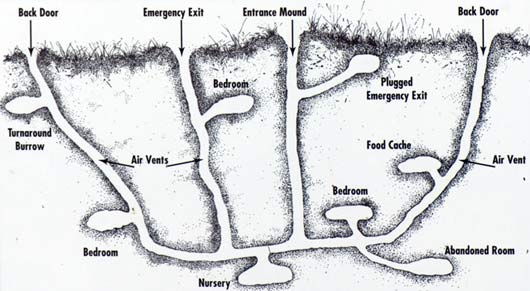 rabbit burrow diagram