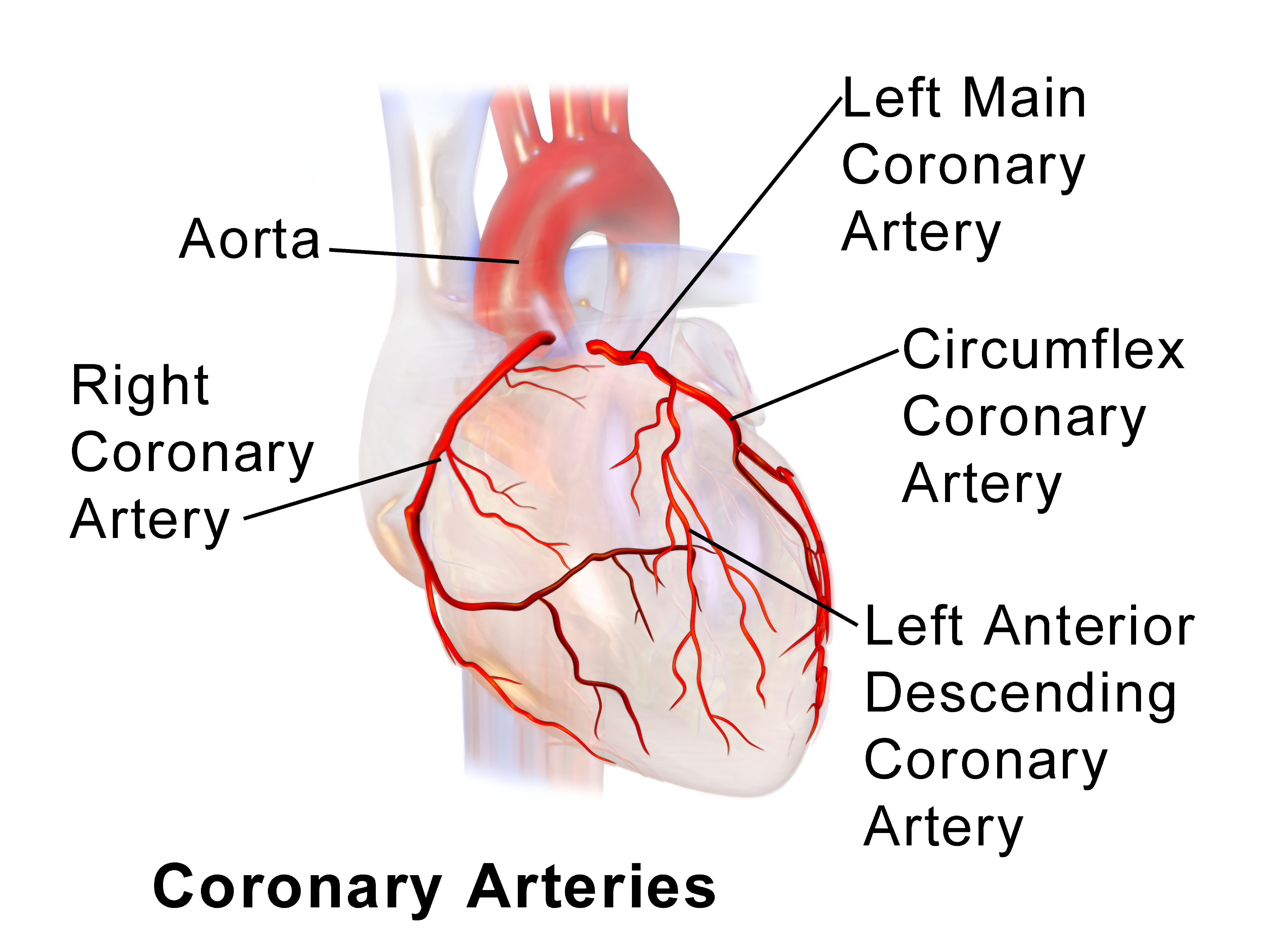 ramus coronary artery diagram
