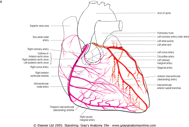 ramus coronary artery diagram