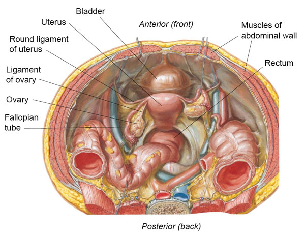 round ligament pain diagram