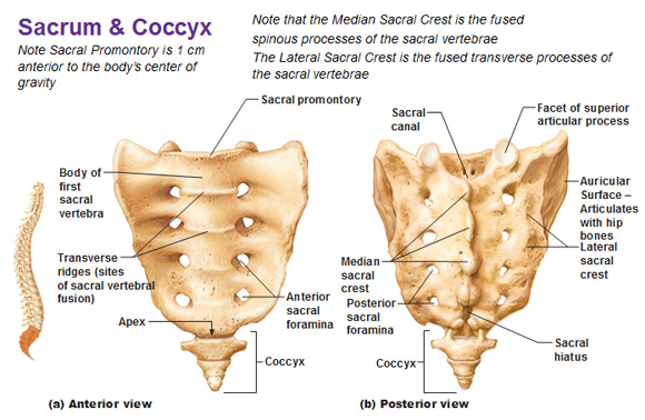 sacrum and coccyx diagram