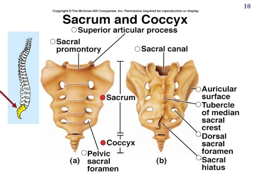 sacrum and coccyx diagram