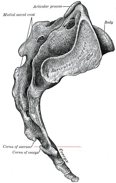 sacrum and coccyx diagram
