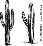 saguaro cactus diagram