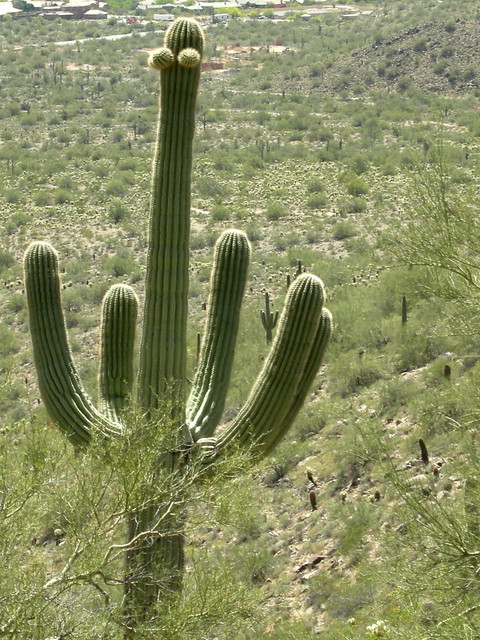 saguaro cactus diagram