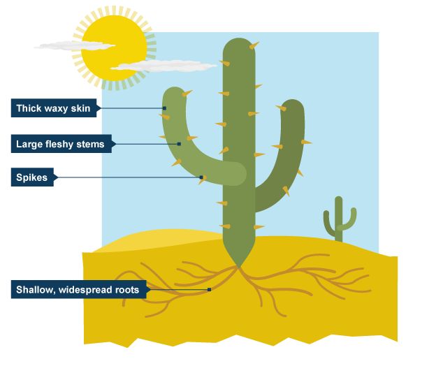 saguaro cactus diagram