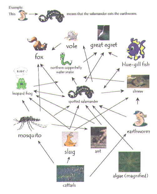 salamander life cycle diagram