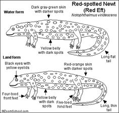 salamander life cycle diagram