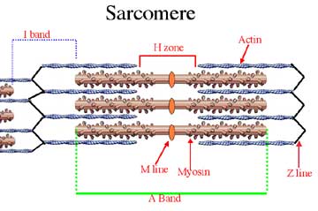 sarcomere diagram labeled