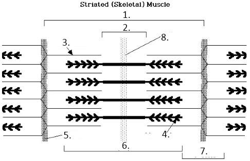 sarcomere diagram labeled