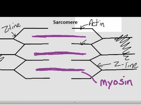 sarcomere diagram labeled