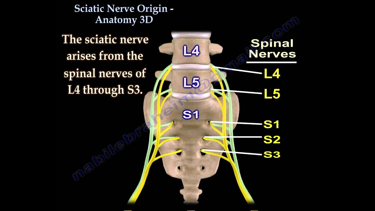 sciatic nerve path diagram