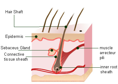 sebaceous filaments diagram