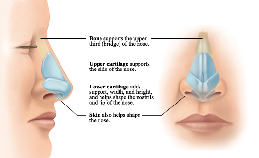 septum sweet spot diagram