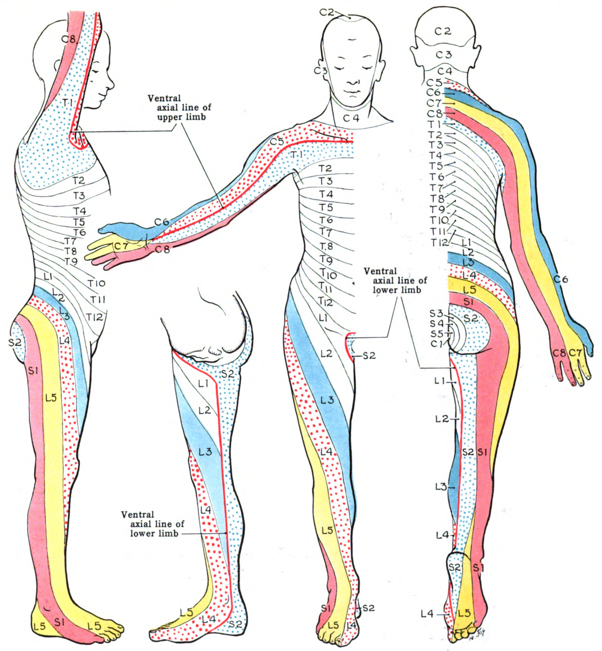 shingles nerve pathways diagram