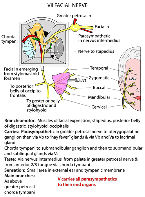 shingles nerve pathways diagram