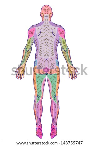 shingles nerve pathways diagram