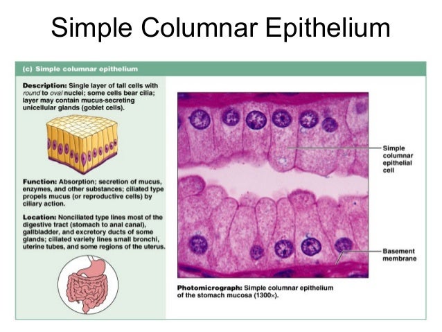 Simple Columnar Epithelium Labeled Diagram 