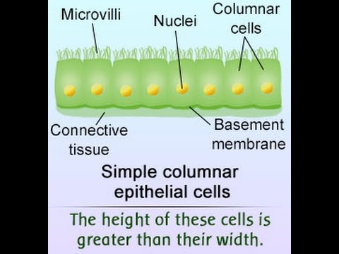 simple columnar epithelium labeled diagram