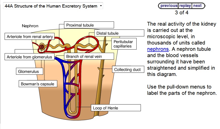 simple diagram of nephron