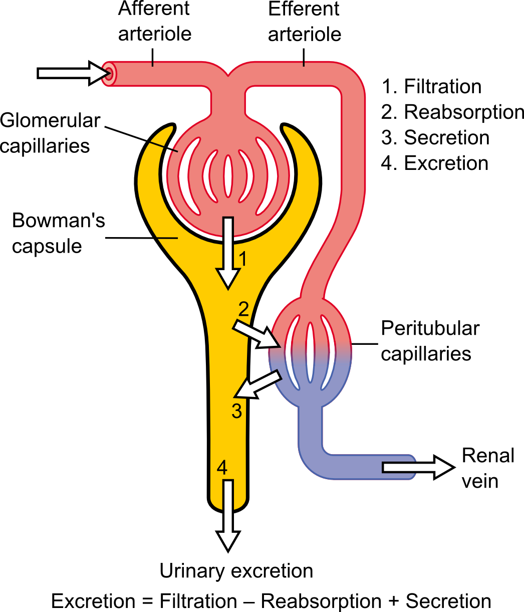 simple diagram of nephron