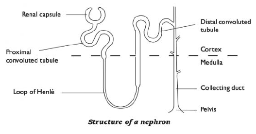 simple diagram of nephron