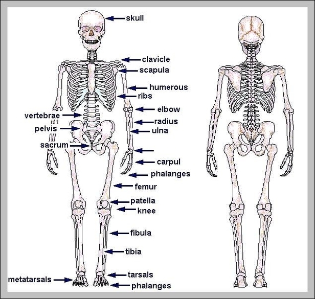 skull diagram unlabeled