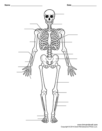 skull diagram unlabeled