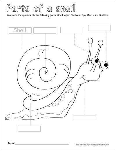 snail diagram with labelling