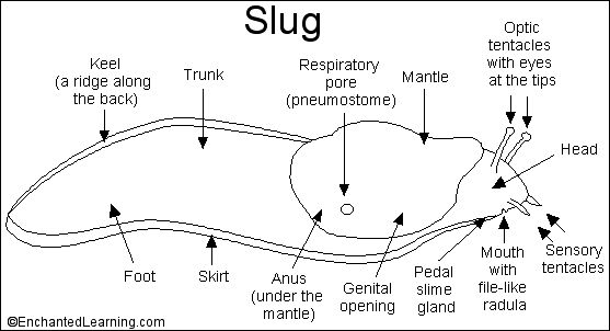 snail diagram with labelling