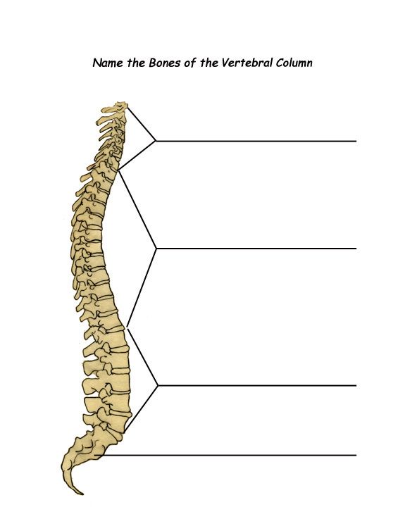 spinal cord diagram unlabeled