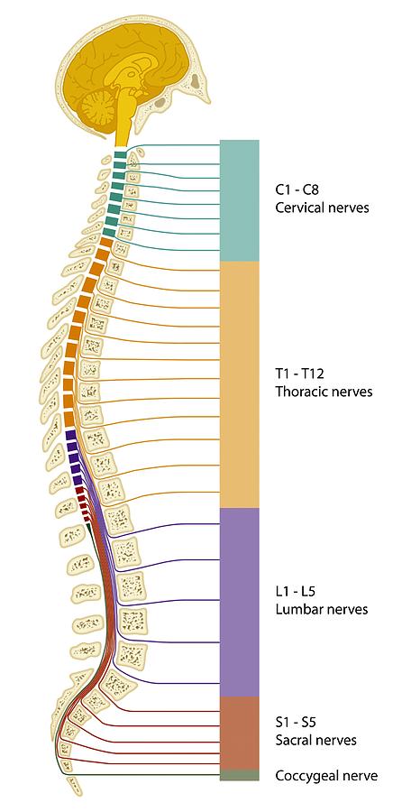 spinal cord diagram unlabeled
