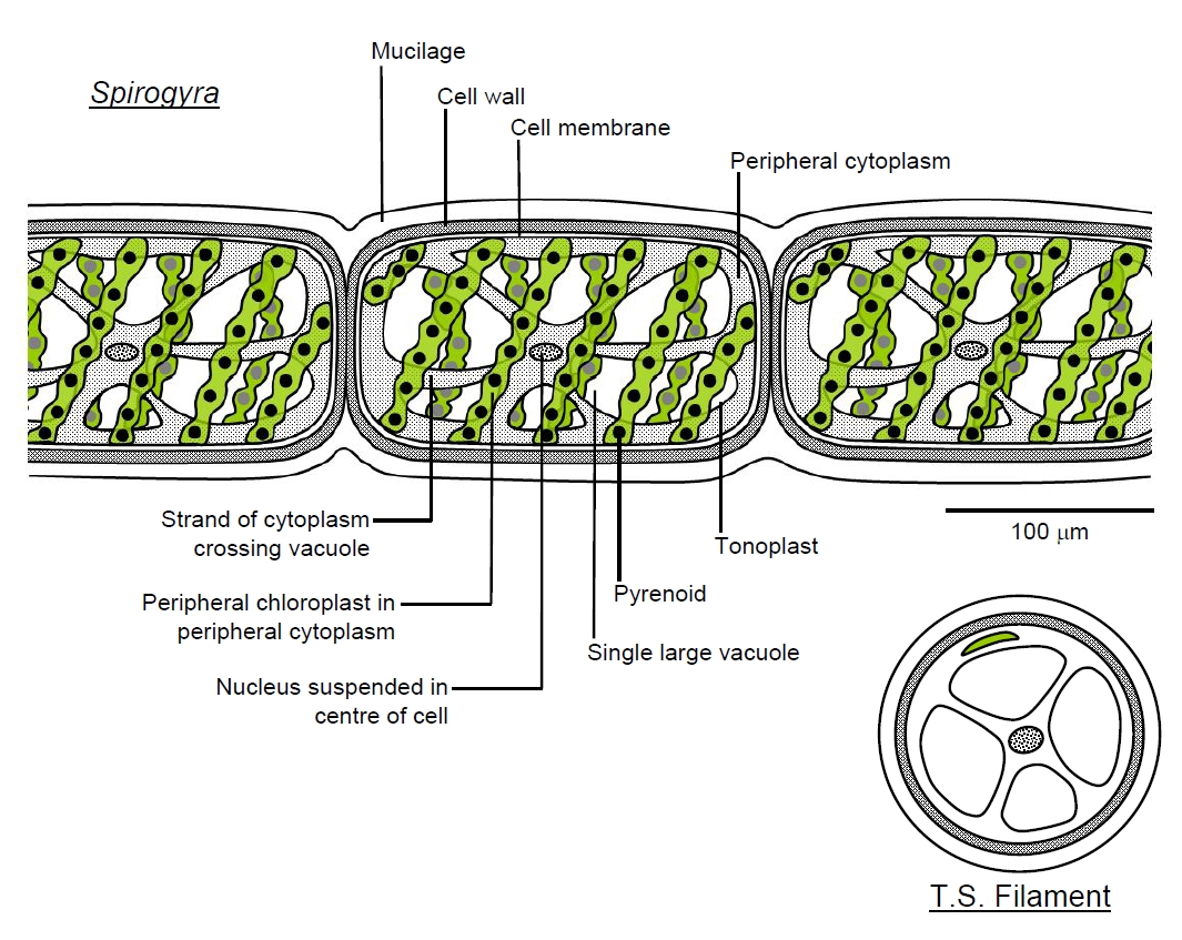 spirogyra labelled diagram
